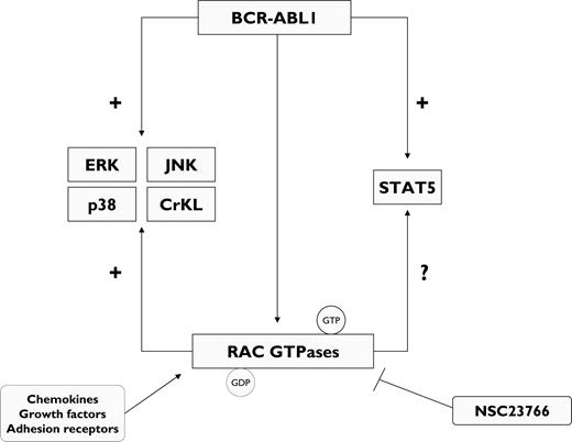 Figure 3. BCR-ABL1 kinase regulates the activation of RAC guanosine triphosphatases (RAC GTPases). In CML progenitors, RAC GTPases include RAC1, RAC2, and RAC3, which integrate signal chemokines, growth factors, and adhesion receptors to coordinate cell responses. BCR-ABL1 activates a variety of effectors to promote cell proliferation, including RAC GTPases. In turn, RAC GTPases may mediate STAT5 phosphorylation. Inhibition of RAC GTPases by the specific RAC inhibitor NSC23766 abrogates BCR-ABL1–induced cell proliferation. GDP, guanosine diphosphate; GTP, guanosine triphosphate.