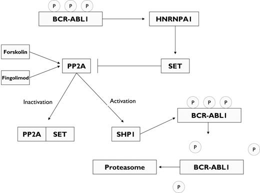 Figure 4. BCR-ABL1–induced inactivation of PP2A. BCR-ABL1 mediates the post-transcriptional up-regulation of SET, a phosphoprotein that functions as an inhibitor of the serine/threonine phosphatase PP2A. This activity is mediated via the heterogeneous nuclear ribonucleoprotein A1 (HNRNPA1). The activation of PP2A recruits the SH2 domain–containing protein tyrosine phosphatase 1 (SHP1), which dephosphorylates BCR-ABL1, resulting in BCR-ABL1 down-regulation through proteosomal degradation. Pharmacologic activation of PP2A with forskolin or fingolimod (FTY720) results in abrogation of CML cell proliferation, including cells expressing the pan-resistant mutation T315I.
