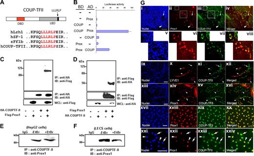 Figure 1. Interaction between Prox1 and COUP-TFII proteins and their colocalization in LECs. (A) Sequence alignments of human Lrh1, SF-1, zebrafish ff1b, and COUP-TFII show that COUP-TFII harbors the LLLRLP sequence motif for interaction with Prox1.15–17 DBD indicates DNA-binding domain; and LBD, ligand-binding domain. (B) Mammalian 2-hybrid assay demonstrating a physical interaction of Prox1 and COUP-TFII proteins. Expression constructs for human full-length Prox1 and mouse COUP-TFII (67∼414 aa) proteins fused with either BD (GAL4-DNA–binding domain) or AD (VP16-activation domain) were transfected with a reporter vector into HEK293 cells and their activities on the expression of the luciferase reporter were measured after 48 hours. (C,D) Coimmunoprecipitation of Prox1 and COUP-TFII proteins; whole-cell lysates (WCL) from HEK293 cells that were transfected with the control or expression vector of Flag-Prox1 and/or HA-COUP-TFII were immunoprecipitated (IP) with anti-HA (C) or anti-Flag (D) antibodies and immunoblotted (IB) with anti-Flag and anti-HA antibodies, respectively. Endogenous Prox1 from HepG2 (E) or primary human LEC cells (F) were immunoprecipitated using an anti–COUP-TFII antibody in the absence or presence of ethidium bromide (EtBr, 100 μg/mL). IgG, a control isotype antibody. (G) Coexpression of Prox1 and COUP-TFII in developing and postdevelopmental lymphatic vessels. i-iv: COUP-TFII is expressed in Prox1-positive ECs of the cardinal vein (arrowhead) and in sprouting LECs of mouse embryo (E11.5). v-viii: Enlarged images of 2 newly formed lymphatic vessels and budding LECs (shown in boxes in ii and iii). Neither Prox1 nor COUP-TFII is expressed in the dorsal aorta (arrow). Bar, 100 μm. Human foreskin sections were stained for LYVE-1/COUP-TFII (ix-xii) and Prox1/COUP-TFII (xiii-xvi) and Prox1- or LYVE-positive LECs (arrowheads) clearly express COUP-TFII, whereas venous ECs (arrows) express only COUP-TFII. Expression of COUP-TFII and Prox1 in cultured LECs and BECs isolated from human foreskins: LECs express both Prox1 and COUP-TFII (xvii-xx) and the COUP-TFII expression levels are comparable in Prox1-positive LECs (arrowheads) versus Prox1-negative BECs (arrows) in a mixed culture of both cell types (xxi-xxiv). Bars, 100 μm.