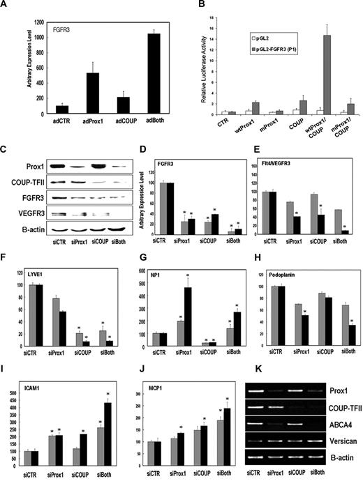 Figure 2. Concerted regulation of EC-lineage genes by Prox1 and COUP-TFII. (A) FGFR-3 expression is cooperatively activated by Prox1 and COUP-TFII in primary human BECs that were transduced for 48 hours with a control (AdCTR), Prox1 (AdProx1), COUP-TFII (AdCOUP), or both (adBoth) adenovirus based on quantitative real-time reverse transcription–polymerase chain reaction (RT-PCR). (B) A 3-kb proximal promoter construct of mouse FGFR-3 can deliver a Prox1/COUP-TFII–mediated concerted activation when the expression vectors for control, wild-type Prox1 (wt Prox1), DNA-binding defective mutant Prox1 (mutProx1)6,8 and/or wild-type COUP-TFII (COUP) were transfected into HEK293 with a control empty (pGL2) or FGFR-3 promoter (pGL2-FGFR3) vector.6 Activation was determined by luciferase activity after normalization against total protein amount. (C-K) Both Prox1 and COUP-TFII are required to maintain the optimal expression of EC-lineage genes in primary LECs. siRNA duplexes against Prox1 and/or COUP-TFII were transfected in primary LECs for 48 to 72 hours and regulation of EC lineage genes was determined. (C) Protein levels of Prox1, COUP-TFII, FGFR3, VEGFR-3, and β-actin were determined by Western blotting analyses in primary LECs upon knockdown of Prox1 and/or COUP-TFII for 72 hours. Messenger RNA levels of FGFR-3 (D), VEGFR-3 (E), LYVE-1 (F), neuropilin-1 (NP-1, G), podoplanin (H), ICAM-1 (I), and MCP-1 (J) were determined in primary LECs, of which Prox1 and/or COUP-TFII were knocked down for 48 hours () or 72 hours (■) by quantitative real-time RT-PCR. All data are expressed as an average (SD, *P < .05) compared with the corresponding control siRNA samples. (K) Messenger RNA levels of Prox1, COUP-TFII, ABCA4, versican, and β-actin were determined by semiquantitative conventional RT-PCR analyses in primary LECs after knockdown of Prox1 and/or COUP-TFII for 72 hours.