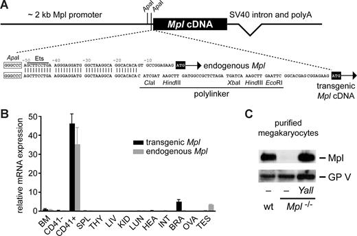 Figure 1. Expression of an Mpl transgene (Yall) in megakaryocytes. (A) Yall transgene construct: a 2-kb fragment corresponding to the genomic sequence immediately 5′ of the Mpl ATG start codon was placed as a promoter in front of the mouse Mpl cDNA. An alignment of endogenous mouse Mpl genomic sequence (above) and of the transgene (below) in the region upstream of the ATG start codon is shown. An SV40-derived sequence element containing an intron was placed at the 3′ end of the construct to ensure polyadenylation of the transcript. (B) Specific expression of the Yall transgene in bone marrow megakaryocytes. Expression of transgenic (■) and endogenous Mpl mRNA () was measured by qPCR in mouse organs from Yall;Mpl−/+ mice (error bars represent SD). Bone marrow was further fractionated into CD41+ and CD41− cells. BM indicates whole bone marrow; SPL, spleen; THY, thymus; LIV, liver; KID, kidney; LUN, lung; HEA, heart; INT, intestine; BRA, brain; OVA, ovary; and TES, testis. Primers for qPCR were specific for transgene and endogenous Mpl mRNA, respectively, and control cDNA synthesis reactions without reverse transcriptase were analyzed to exclude amplification of genomic DNA. Expression of mouse Rpl19 was used for normalization and relative expression was calculated with the ΔΔCT method using one bone marrow sample as calibrator. The mean value of 3 mice is shown. (C) Western blot with protein extracts from magnetic-activated cell sorter (MACS)–isolated megakaryocytes probed with antibodies against Mpl protein and the megakaryocyte-specific glycoprotein V (GP V). Megakaryocytes from wild-type (wt) mice and nontransgenic (−) or transgenic (Yall) Mpl−/− mice were analyzed.