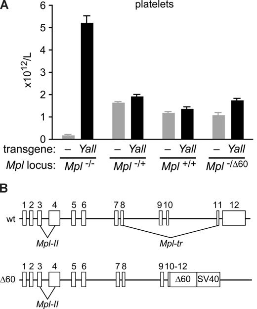 Figure 4. Suppression of thrombocytosis by adding back Mpl wild-type alleles or the Δ60 knockin allele. (A) Platelet counts (error bars = SD) in peripheral blood from nontransgenic () or transgenic (■) mice that are homozygous (Mpl−/−), heterozygous (Mpl−/+), or wild-type (Mpl+/+) at the Mpl locus or containing one knockout and one Δ60 knockin allele (Mpl−/Δ60). Values from at least 5 mice were determined. Note that in mice containing at least one Mpl wild-type allele or the Δ60 allele, platelet levels are only marginally affected by the presence of the Yall transgene, and reduced by approximately 70% compared with Yall;Mpl−/− mice. (B) Schematic representation of the Mpl gene and the Δ60 knockin. Numbered boxes represent exons. A line connecting exon 8 with exon 11 marks the splicing event that generates the dominant-negative variant Mpl-tr. In the Δ60 allele, exons 10, 11, and a truncated version of exon 12 are inserted as a cDNA fragment, followed by an SV40-derived polyadenylation signal. Consequently, Mpl-tr cannot be formed from this allele.