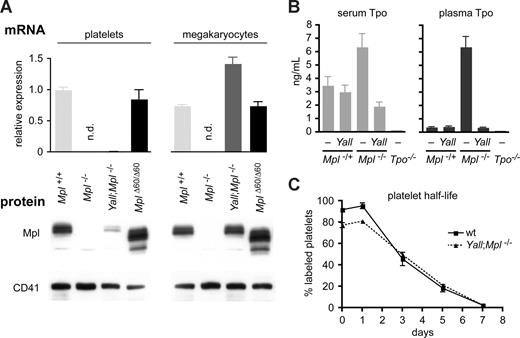 Figure 5. Reduced transgene expression in platelets of Yall;Mpl−/− mice, but normal Tpo levels and platelet half-life. (A) Mpl mRNA (top) and protein (bottom) expression in purified platelets and megakaryocytes. qPCR was performed with primers amplifying both transgenic and endogenous Mpl; Itga2b (CD41) primers were used for normalization. n.d. indicates not determined. Note that Mpl mRNA in Yall;Mpl−/− platelets is approximately 100-fold lower than in platelets of the other 2 genotypes. Similarly, Mpl protein is strongly decreased in platelets from Yall;Mpl−/− mice. Membranes were reprobed with anti-CD41 antibodies to control for equal loading. (B) Tpo levels in mice with the indicated genotypes. Tpo concentration in both serum and plasma was determined by ELISA. Consistent with previous reports, Tpo is elevated in Mpl−/− mice. In contrast, Yall;Mpl−/− mice displayed slightly reduced Tpo compared with controls. Note that the plasma values are generally lower than the serum values, with the exception of Mpl−/− mice. (C) Half-life of platelets is normal in Yall;Mpl−/− mice. After injection of chemically activated biotin, blood samples were taken at indicated time points and the fraction of biotin-labeled platelets was determined by flow cytometry. Error bars in panels A through C represent SD.