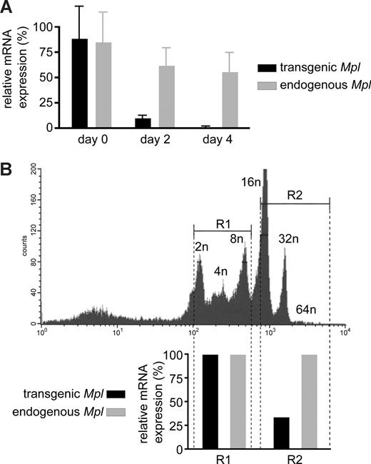 Figure 6. Expression of the Yall transgene but not of endogenous Mpl drops during megakaryocyte differentiation. (A) Comparison of transgenic (■) and endogenous () Mpl mRNA expression in megakaryocytes cultured for 0, 2, or 4 days with Tpo (error bars = SD). Bone marrow of mice containing both the Yall transgene and one wild-type Mpl allele (Yall;Mpl−/+) was lineage-depleted to enrich megakaryocytes and cultured in the presence of Tpo. Specific qPCR primers were used to distinguish mRNA of endogenous and transgene Mpl. Itga2b (CD41) mRNA was used as internal control, and data were normalized by arbitrarily setting one sample of the day 0 group to 100%. Results are based on bone marrow from 6 mice cultured separately. (B) Comparison of transgenic (■) and endogenous () Mpl in FACS-sorted megakaryocytes of low (R1) or high (R2) ploidy. Lineage-depleted bone marrow from Yall;Mpl−/+ mice was stained with FITC-labeled anti-CD41 antibodies and the DNA-binding dye Hoechst 33342. Only CD41+ cells are shown in the histogram. Megakaryocytes were sorted into 2 ploidy fractions—R1 (2n, 4n, 8n) and R2 (16n and higher)—based on their DNA content. The bar graph below indicates relative expression values measured as in panel A with the R1 value set to 100%.