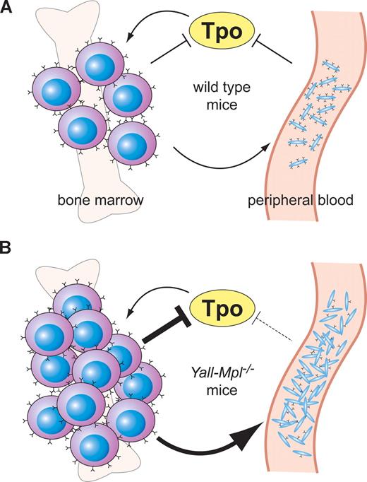 Figure 7. Model illustrating a hypothetical shift of the Mpl-Tpo equilibrium in Yall;Mpl−/− mice. (A) In wild-type mice, both platelets in the periphery and megakaryocytes in the bone marrow act as negative regulators of Tpo through absorption via surface Mpl, restricting the expansion of the megakaryocytic lineage. (B) In Yall;Mpl−/− mice, platelets are almost devoid of surface Mpl, thus having a reduced capacity to absorb Tpo (dashed blunt arrow). Consequently, the megakaryocytic lineage expands until the combined amount of Mpl on megakaryocytes and platelets is sufficiently high to reduce Tpo concentration to normal levels. In this new equilibrium, the increased megakaryocyte mass has a more pronounced role in Tpo absorption than in the wild-type equilibrium (large blunt arrow).