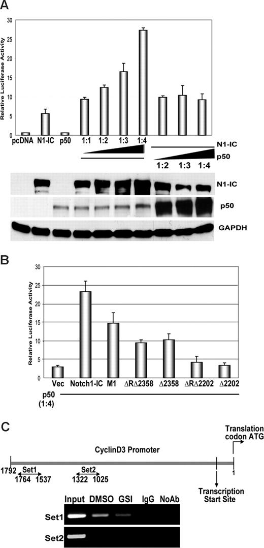 Figure 3. NF-κB binds to and augments Notch-dependent cyclin D3 promoter activity. (A) Cyclin D3 luciferase reporter plasmid (0.4 μg) and 0.1 μg pRL-CMV plasmid of internal control were transiently transfected into 293T cells. p50 and Notch1IC expression plasmids were cotransfected in ratios, as indicated, together with the reporter plasmids. Notch1IC was transfected in increasing amounts (0.1, 0.2, 0.3, and 0.4 μg) while the amount of p50 expression plasmid was kept constant (0.1 μg), and vice versa. Transfected cells were harvested 48 hours later for dual luciferase assay as previously described. Transfected cells were also harvested 48 hours later for whole cell lysates and immunoblotted for Notch-1 and p50. GAPDH was used as a loading control. (B) Cyclin D3 luciferase reporter plasmid was transiently cotransfected with either Notch1IC expression plasmid or Notch1IC mutants, as indicated, along with the p50 expression plasmid in 4:1 ratios (0.4 μg Notch1IC:0.1 μg p50) into 293T cells. Transfected cells were harvested 48 hours later for dual luciferase assay. Values shown for both luciferase assays are representative of 3 separate experiments carried out in triplicate. (C) ChIP of stimulated CD4+ T cells with or without GSI treatment (as described in “Methods”). Anti-p50 was used to precipitate protein complexes bound to DNA. Goat isotype control IgG was used as a negative control. Two different primer sets (1 and 2) were used to assess specificity of binding of p50 to the cyclin D3 promoter via PCR of immunoprecipitated DNA fractions. Results shown are representative of at least 3 separate experiments.