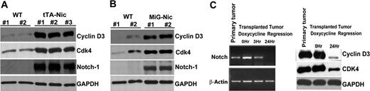 Figure 7. Regulation of cyclin D3 and CDK4 expression by Notch1 in T-cell lymphomas. (A) Protein extract from spleens of 2 wild-type FVB mice (WT) and 3 Top-Notch leukemic (tTA-Nic) mice were used to analyze the expression of cyclin D3, CDK4, and Notch-1. GAPDH was used as a loading control. (B) Protein extracts from spleens of 2 wild-type FVB mice (WT) and 2 MIG-Nic leukemic mice were used to determine cyclin D3, CDK4, and Notch-1 expression, as indicated. GAPDH was used as a loading control. (C) E μ-tTA/TOP-Notch mice were generated as previously described.36,37 Samples prepared for regression analysis were prepared as described in Table S1. Left panel shows the RT-PCR performed on primary tumor samples and on transplanted samples from mice undergoing doxycycline regression for different lengths of time (0, 3, and 24 hours). Notch transcripts were analyzed, and β-actin was used as a positive control. Right panel shows Western blot analysis performed using total cell lysate for detection of cyclin D3 and CDK4 from primary tumor samples and transplanted samples from mice undergoing doxycycline regression for various lengths of time (0 and 24 hours).