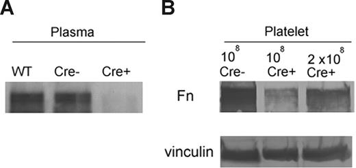 Figure 1. Determination of Fn in plasma and platelets by Western blot analysis. (A) Plasma Fn was depleted in Cre+ TKO mice but not altered in the plasma of Cre− littermates after polyI-polyC treatment. (B) Platelet Fn content in Cre+ TKO mice was also markedly decreased compared with Cre− control platelets. Vinculin is shown as an internal loading control.
