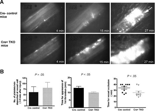 Figure 5. Depletion of pFn enhanced thrombus formation in Cre+ TKO mice in a FeCl3-injury mesenteric arteriole thrombosis model. (A) No significant difference was observed in early platelet deposition (shown at 4 minutes), but thrombus growth (shown at 15 minutes) and vessel occlusion (27 minutes) were accelerated. The arrow in the Cre− panel (27 minutes) shows blood flow from right to left in the arteriole. (B) Quantitative analysis of thrombus formation in Cre+ TKO mice () and Cre− control (■) mice. Cre+ TKO mice, n = 9; Cre− control mice, n = 10.