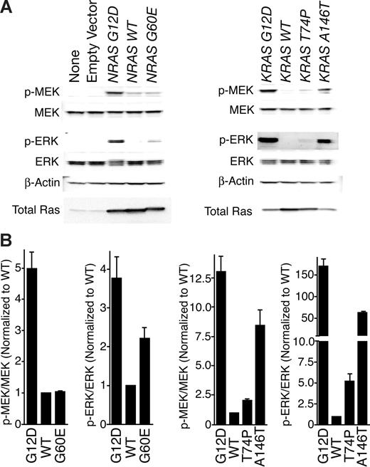 Figure 2. Immunoblotting reveals that novel mutations confer increased signaling of downstream Ras pathways. (A) Wild-type NRAS and KRAS as well as each mutant were expressed in HEK 293T/17 cells for 48 hours. Whole-cell extracts were subjected to SDS-PAGE analysis and immunoblotted with antibodies specific for total and phospho-MEK and ERK as well as β-actin. (B) Densitometry was performed on blots in panel A. Densitometric units for phosphorylated proteins were normalized to their respective total protein counterparts, and all phospho/total ratios were divided by the ratio for WT N-Ras or K-Ras. Values represent mean plus or minus SEM (n = 3).