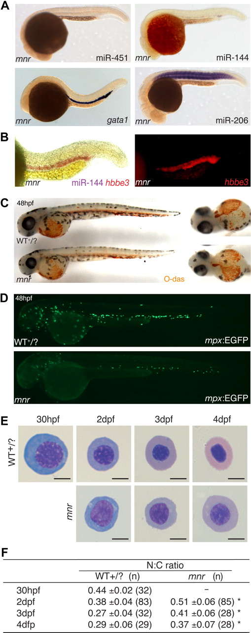 Figure 2. meunier (mnr) has miR-144/451 deficiency and an erythroid maturation defect despite normal erythroid specification. (A) Whole-mount in situ hybridization (WISH) expression analysis of miR-144, miR-451, miR-206, and gata1 at 24 hpf. mnr has normal gata1 expression (compared with wild-type Figure 1E) but is selectively deficient in the 2 erythroid miRNAs. Top panel mnr embryos were PCR genotype-confirmed; bottom panel is representative of 57 of 57 (gata1) and 32 of 34 (miR-206) embryos resulting from a mnr heterozygote incross. (B) Double WISH demonstrating that mnr has loss of miR-144 (loss of blue) despite retaining hbbe3 (red) expression; for comparison with WT, see Figure 1D. Left panel, bright field; right panel, fluorescence microscopy highlighting hbbe3 expression. (C) Normal expression of hemoglobin (brown) in mnr demonstrated by O-dianisidine (O-das) staining. At 48 hpf, mnr is recognizable by its smaller eye and head. Representative embryos are shown in lateral (left) and ventral (right) views to demonstrate equivalent O-das staining despite variation in the pattern of blood pooling at fixation. Embryos are representative of at least 30 embryos/genotype (see also Figure S3A). (D) Deficiency of mpx-expressing cells in mnr, displayed by a reduced number of EGFP-expressing cells in mnr embryos carrying the Tg(mpx:EGFP) reporter transgene (bottom panel) compared with wild type (top panel). Figure S4 shows expression of other hematopoietic and myeloid cell markers in mnr determined by WISH (tal1, spi1, lcp1, lyz, mpll). (E) Series of representative circulating erythrocytes from progressively older wild-type (WT + /?, top) and mnr (bottom) embryos, demonstrating the progressive maturation of WT erythrocytes and the persistent immature morphology of mnr erythrocytes. Erythrocytes are representative of the mean of groups tablulated in panel F. May-Grünwald/Giemsa stain; scale bars = 5 μm. (F) Tabulation of the N:C area ratio in WT and mnr embryos from 30 hpf to 4 dpf. The N:C ratio declines in both genotypes but is always greater in mnr than in WT. Data are mean plus or minus SD for n embryos, collected over 1 to 4 independent experiments. *P < .001 for WT compared with mnr. Figure S6 further demonstrates the reproducibility of these data by presenting them as scatterplots and displaying the interassay variation for the 48-hpf timepoint.