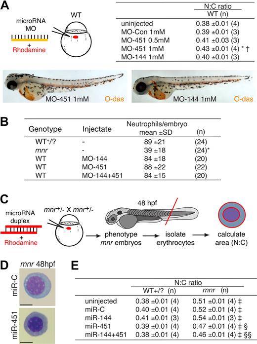 Figure 3. Functional studies of the role of miR-451 in erythroid maturation. (A) miR-451 deficiency, but not miR-144 deficiency, is sufficient to cause erythroid immaturity. MO miRNA antagonists or control MO was microinjected, tracing delivery by rhodamine (schematic diagram) and the N:C area ratio computed as an indicator of maturation (table). O-diansidine staining confirmed normal hemoglobinization in MO-injected embryos at 48 hpf (compare Figure 2C); embryos in panels are representative of at least 16 embryos/group (see Figure S3B). MO reagent validation experiments are in Figure S2. Only MO-451 increased the N:C ratio, reflecting delayed erythrocyte maturation, in a dose-dependent manner. Data are mean plus or minus SE for n independent groups from 3 separate experiments. *P = .036; †P = .048 for the comparisons of MO-451-injected with control-injected and MOmiR-144-injected groups, respectively, 2-tailed t test. Figure S9 further demonstrates the reproducibility of these data by presenting them as scatterplots and providing additional fields of representative cells. (B) Knockdown of miR-144/451 does not affect neutrophil numbers and does not replicate the deficiency of mpx-expressing cells in mnr. Experiments were performed using WT or mnr embryos on the Tg(mpx:EGFP) background. Concentration of each MO injected was 1 mmol/L. Neutrophils were quantified by counting EGFP-positive cells/embryo at 48 hpf. *P < .0001 for comparison of mnr with all 4 other groups. (C-E) Overexpression of miR-451, but not miR-144, is sufficient to partially rescue the erythroid maturation block in mnr, as evident morphologically (D) and quantitatively (E) using the N:C area ratio. (C) A schema of the experimental design, which required genotyping embryos by nonhematologic phenotypic features at 48 hpf. Data are mean plus or minus SE for n independent experiments; ‡P < .0025 for line-by-line comparisons of WT to mnr, and §P = .035 and §§P = .003 for the indicated comparisons of miRNA-injected mnr with miR-C-injected mnr, 2-tailed t test. Scale bars = 5 μm. Figure S10 further demonstrates the reproducibility of these data by presenting them as scatterplots and providing additional fields of representative cells.