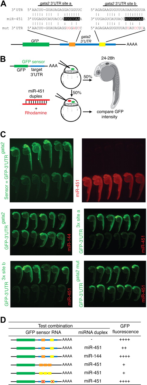 Figure 4. gata2 is a bona fide target of miR-451. (A) Schematic diagram of the zebrafish gata2 3′UTR (blue, nts 128-782), which contains 2 predicted miR-451 binding sites (site a, orange; site b, yellow). Predicted seed complementarity sequences are boxed. Red nucleotides in “mut 3′UTR” indicate those mutated to destroy seed sequence binding. (B) Schema of a reporter assay to evaluate the gata2-3′UTR for interaction with miR-451. Microinjection of 1-cell embryos with a series of sensor mRNAs encoding GFP fused to various test 3′UTRs (as tabulated in panel D) was followed by separate injection of 50% of embryos with miR-451 (or mir-144 or control) duplex, tracing miRNA delivery by rhodamine, and the impact on GFP fluorescence intensity assessed at 24 to 28 hpf. (C) miR-451 negatively regulates the sensor GFP-3′UTRgata2 mRNA. Top: compared with embryos receiving only sensor mRNA (top row in each panel), GFP-fluorescence brightness was reduced in those also injected with miR-451 (traced by rhodamine, red fluorescence in bottom row). Middle and bottom: results of embryos similarly arranged testing various GFP-gata2-3′UTR sensor RNA and miRNA combinations as labeled. Arrays of representative embryos were photographed together in a single image to ensure valid comparison of relative green fluorescence intensity between the 2 groups. (D) Summary of reporter assay outcomes using the series of GFP sensor RNA and miRNA combinations, using a comparative scale for GFP fluorescence (+ to ++++). The color-coding of the gata2-3′UTR variants in the sensor mRNA column refers to panel A; the red “X” indicates a mutated miR-451 site. Assays validating the bioactivity and specificity of the morpholino and duplex oligonucleotides used are presented in Figure S8.