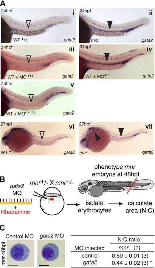 Figure 5. gata2 and miR-451 interact in vivo to regulate erythrocyte maturation. (A) gata2 expression (blue) in 24- and 27-hpf embryos by WISH arranged for side-by-side comparison. Left panels (i, iii, v): in wild-type (WT), MO-144- and MO-control-injected embryos, gata2 expression is waning in the anterior intermediate cell mass at 24 hpf (▿). Right panels (ii, iv); in miR-451-deficient mnr and MO-451-injected morphants, gata2 expression in the anterior intermediate cell mass persists at 24 hpf (▾). (vi,vii) To examine the duration of the persistence of gata2 expression, a time course of gata2 expression was examined by WISH at 27-, 30-, 36- and 48-hpf timepoints. At the onset of circulation (27 hpf), sustained gata2 expression (> WT) was still evident in mnr erythocytes in the anterior intermediate cell mass and over the yolk (vii, solid arrowheads). i and ii are unmanipulated age-matched siblings and representative of 19 of 19 and 11 of 12 PCR-genotype confirmed WT and mnr embryos, respectively. Subpanel i, ii, vi, and vii embryos are PCR-genotype confirmed. Subpanels iii through vii are representative of more than 40 age-matched embryos. See Figure 6E legend for further details about controls for comparing the level of gata2 expression. (B) Schematic diagram of an experiment testing if gata2 knockdown by a gata2 MO affects erythrocyte maturation. (C) Results of the experiment in panel B, showing that gata2 knockdown in mnr is sufficient to partially restore erythrocyte maturation (both morphologically and as measured by N:C area ratio). Data are mean plus or minus SE for n independent experiments. *P = .04, 2-tailed t test. Scale bar = 5 μm. Figure S11 further demonstrates the reproducibility of these data by presenting them as scatterplots and providing additional fields of representative cells.