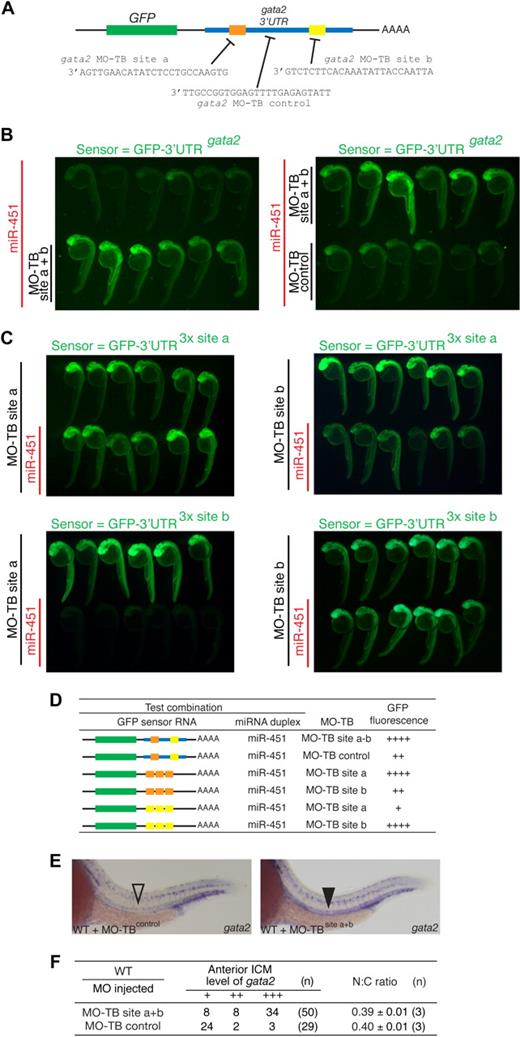 Figure 6. gata2 is not the only miR-451 target implicated in regulating erythrocyte maturation (A) Diagram of target blocking (TB) MO designed to protect the 2 gata2-3′UTR miR-451 binding sites a and b, and a control MO corresponding to sequences between sites a and b. (B,C) Results of a modification of the reporter assay outlined in Figure 4, for the purpose of validating the efficacy and specificity of the target blocking MOs. For each panel, the sensor RNA was as shown in green. Labels to left of each panel indicate rhodamine-traced miRNA (red labels) and the target blocking MO (MO-TB) delivered to the corresponding rows of embryos. Relative fluorescence intensity between the 2 rows of embryos in each panel assays for miRNA-mediated GFP-sensor-RNA repression. (B) Left panel: a combination of MO-TBs to sites a + b (bottom row of embryos) protect the GFP- gata2-3′UTR sensor RNA from miR-451-mediated repression (top row of embryos). Right panel: MO-TB control does not protect against miR-451-mediated repression. (C,D) Panels illustrating other experimental outcomes for different GFP sensor RNA, miRNA and MO-TB combinations as summarized in the Table (D), using a comparative scale for GFP fluorescence (+ to ++++). The color-coding of the gata2-3′UTR variants in the sensor mRNA column refers to panel A. (E,F) gata2 is not the only miR-451 target responsible for the erythrocyte immaturity of mnr. gata2 target-blocking MOs interfere with the gata2-3′UTR/miR-451 interaction in vivo, verified by persistence of gata2 transcripts in the anterior intermediate cell mass (ICM) of 24-hpf embryos (▾ compared with control ▿). Note that there are 3 controls for comparing the level of gata2 expression: (i) the parallel-processed embryos that received TB-MO-control; (ii,iii) 2 internal controls within each embryo provided by (ii) the comparison of expression in the anterior ICM versus the posterior ICM, and (iii) the comparison between ICM gata2 expression (which in the anterior ICM is exposed to endogenous miR-451 regulation), and the neuronal gata2 expression (which is not exposed to endogenous miR-451 expression). (F) Tabulates the anterior ICM level of gata2 expression by categories (+++, anterior ICM expression as strong as posterior ICM expression; ++, anterior ICM expression less than posterior ICM expression; +, anterior ICM expression absent or less than 30% of posterior ICM expression). n = number of embryos. Despite the effect on gata2 expression, gata2 target-blocking MOs did not affect erythrocyte maturation as assessed either morphologically or by the N:C area ratio. N:C ratio data are mean plus or minus SE for n independent experiments. Figure S12 further demonstrates the reproducibility of these data by presenting them as scatterplots and providing additional fields of representative cells.