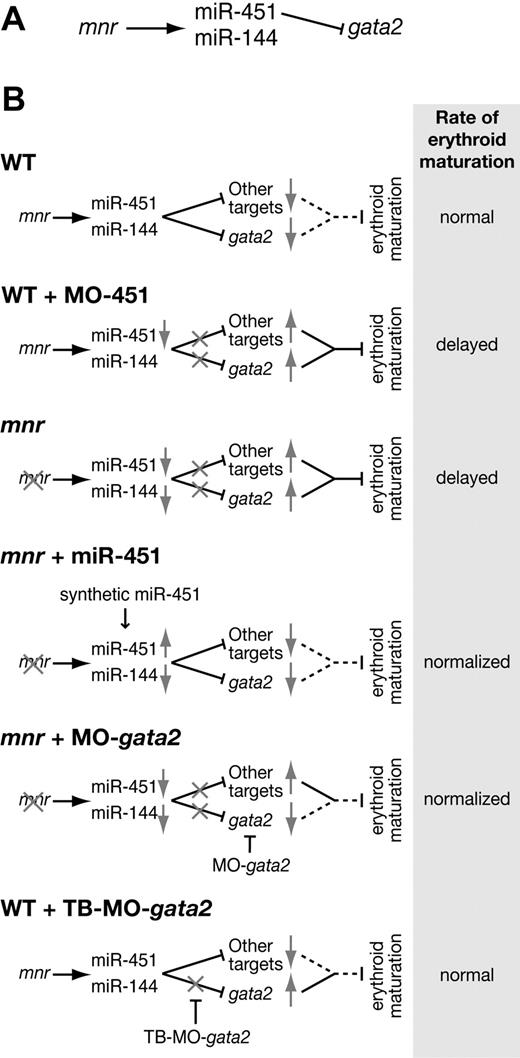 Figure 7. miR-144 and miR-451 in zebrafish erythroid development. (A) Genetic pathway connecting the mutation meunier (mnr), the microRNAs miR-144 and miR-451, and the miR-451 target gata2. (B) Models of the biologic impact of this genetic pathway on erythroid maturation, in wild-type, and in various perturbed scenarios. Gray arrows indicate reduced (↓) or increased (↑) net level of activity at steps of the genetic pathway. Gray crosses (X) indicate the level of block in the pathway in the individual scenarios. For the net biologic outcome of the genetic pathway on repression of erythroid maturation, a dotted line indicates a normal (ie, wild-type) level of repression, and a continuous line indicates a stronger-than-normal repressive effect. TB-MO indicates target-blocking morpholino oligonucleotide.