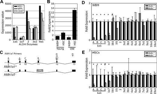 Figure 1. Aldh1a1 expression increases with age in HSCs, but Aldh1a1 deficiency is not compensated by increased transcription of other ALDHS. (A) Gene expression profiles for ALDHs in Thy-1.1lowSca-1+Lineage−c-kit+ HSCs, Thy-1.1lowSca-1+Mac-1lowCD4lowB220− non–self-renewing multipotent progenitors and CD45+ bone marrow cells from young adult mice. These data were extracted from genome-wide data published as supplementary material from an earlier study.20 (B) Aldh1a1 transcript levels were compared by qPCR in CD150+CD48−CD41−Sca1+c-Kit+ HSCs or whole bone marrow cells independently isolated from three 2.5-month-old mice and three 22-month-old mice. cDNA content was normalized between samples based on ß-actin expression (data not shown). Aldh1a1 transcript levels are expressed in terms of fold change relative to old bone marrow (set to 1). Aldh1a1 was expressed at significantly (P < .01) higher levels in old HSCs compared with old bone marrow or young HSCs. (C) A schematic representation of Aldh1a1 showing the position of exons (numbered black boxes), 4 sets of qPCR primer binding sites (arrows), and the neomycin resistance cassette in the targeted allele. Bone marrow cells (D) or CD150+CD48−CD41−Sca1+c-Kit+ HSCs (E) from 3 littermate pairs aged 2.5 to 6 months were tested for expression of Aldh1a1 with the above primers, and all other Aldh family members by quantitative RT-PCR. cDNA content was normalized between samples based on ß-actin expression (data not shown) and data are expressed as fold change relative to the littermate control. #P < .1; *P < .05. Error bars represent SD. The mutant Aldh1a1 transcript was present at greatly reduced levels, and we did not detect any Aldh transcript with a compensatory increase in expression.