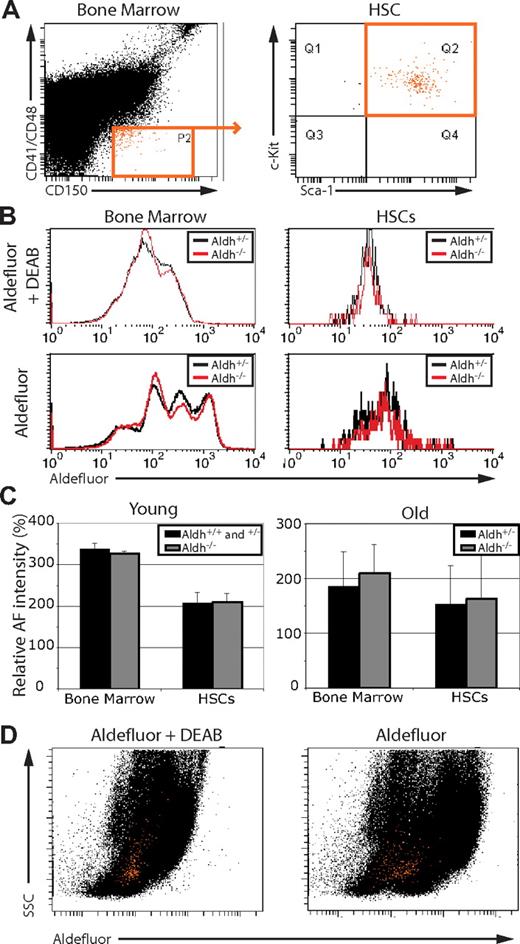 Figure 2. Aldefluor staining is not determined by Aldh1a1 function, and HSCs cannot be distinguished from bone marrow cells based on Aldefluor staining. (A) whole bone marrow (left) and CD150+CD48−CD41−Sca1+c-kit+ HSCs (right; cells highlighted in orange) were (B) analyzed for Aldefluor fluorescence in the presence and absence of the ALDH inhibitor DEAB. Aldh1a1 deficiency had no effect on Aldefluor staining. (C) Mean Aldefluor fluorescence intensity minus background fluorescence in the presence of DEAB (at least 2 independent experiments per age involving a total of 3 to 5 mice per treatment). Error bars represent standard deviation. (D) Representative plots of whole bone marrow cells (black dots) and HSCs (orange dots) from (A) show SSC versus Aldefluor staining. Note that mouse HSCs did not exhibit high levels of Aldefluor staining relative to whole bone marrow. Similar results were obtained using c-kit+Flk-2−Lineage−Sca1+ HSCs (Figure S1).