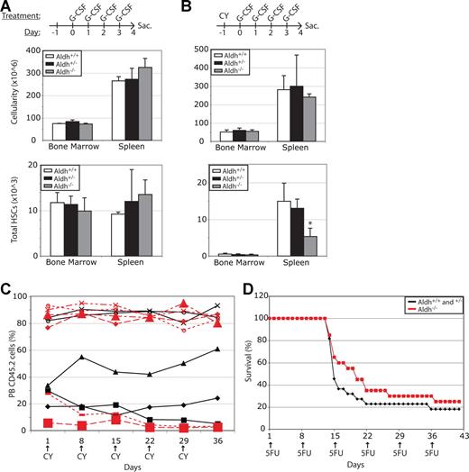 Figure 5. Aldh1a1 is non–cell-autonomously required to reduce the toxicity of cyclophosphamide. (A) Aldh1a1−/− and littermate control mice were treated with 250 μg G-CSF/kg body mass/day for 4 days to induce HSC mobilization. Aldh1a1 deficiency did not significantly affect bone marrow or spleen cellularity or HSC content (n = 2-5 mice per treatment in 2 independent experiments). (B) Littermates were treated with 200 mg/kg cyclophosphamide (CY) followed by 4 days of 250 μg/kg G-CSF. Aldh1a1−/− mice had significantly (*P < .05) fewer HSCs in their spleen compared with littermate controls but did not exhibit a significant difference in overall bone marrow or spleen cellularity (n = 3-6 mice per treatment in 2 independent experiments). (C) Donor-cell chimerism in wild-type mice reconstituted with Aldh1a1−/− (red lines) or littermate control (black lines) bone marrow cells that were treated weekly with 200 mg/kg cyclophosphamide. Because cyclophosphamide did not generally reduce the levels of Aldh1a1−/− donor cells compared with control donor cells these results indicate that the toxic effect of cyclophosphamide on HSCs is primarily non–cell-autonomously attenuated by Aldh1a1. (D) Survival of Aldh1a1−/− and littermate control mice treated weekly with 150 mg/kg 5-fluorouracil. Data represent the combined results from 2 independent experiments (n = 20-22 mice per treatment). Error bars represent SD.