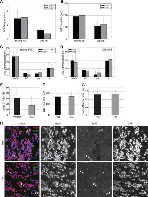 Figure 6. Aldh1a1 is not required for central nervous system stem cell maintenance or function. (A) Lateral ventricle SVZ cells from young (2-3 months) and old (24-27 months) Aldh1a1+/− () and Aldh1a1−/− () mice were cultured. Aldh1a1 deficiency did not affect the frequency of neurospheres (A), neurosphere diameter after 8 to 10 days in culture (B), neurosphere differentiation (C,D), or the capacity of primary neurospheres to form large (> 100 μm; these are almost always multipotent) secondary neurospheres upon subcloning (E). Colonies were assessed for the presence of neurons (N), astrocytes (A) and oligodendrocytes (O). The size of secondary neurospheres was also not affected (F). All data represent a total of 3 to 7 mice per treatment, in at least 3 independent experiments except for F which represents 2 independent experiments with 1 mouse per experiment. (G, H) Aldh1a1 deficiency also did not affect the rate of neurogenesis (frequency of BrdU + NeuN + neurons) in the olfactory bulb of 18-month-old adult mice in vivo (n = 2 mice with 25 sections per mouse). Error bars represent SD.