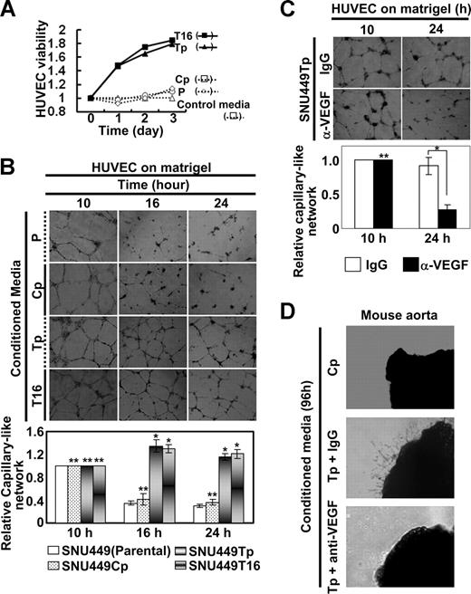 Figure 3. Angiogenic properties in conditioned media from TM4SF5-expressing cells. SNU449 cell lines were seeded in complete RPMI 1640 media containing 10% FBS, rinsed, and incubated in M199 media with 5% FBS (control media) for 48 hours, before collection of conditioned media for HUVECs. The media was changed to a M119 media system, where HUVECs were prepared and maintained. (A) HUVECs were serum-starved for 8 hours, trypsinized, collected, and counted. A total of 5 × 104 cells per well (of 12-well plate) were resuspended with SNU449 cell line–derived conditioned media and seeded in triplicates. The total numbers of cells were counted every 24 hours, and relative cell viability was plotted compared with cells that received control media. (B,C) A total of 105 HUVECs per well (of 24-well plate) were resuspended in conditioned media from SNU449 (P), SNU449Cp (Cp), SNU449Tp (Tp), or SNU449T16 (T16) cell cultures and seeded on Matrigel-coated plates. In case, normal IgG or anti-VEGF antibody (40 μg/mL) was added to the plates (C). Images of capillary-like networks were recorded from 5 randomly isolated fields using a phase-contrast microscope at indicated times (original magnification × 40). After 16 hours of incubation, tube-like structures started to collapse in cultures treated with conditioned media from TM4SF5-null cells, whereas structural integrity was maintained in cultures treated with conditioned media prepared from TM4SF5-expressing cells. (D) Aortic ring segments were prepared and embedded into 2 layers of Matrigel. Normal IgG or anti-VEGF antibody (40 μg/mL) was added to conditioned media from SNU449Tp for 20 minutes. After incubation for 96 hours with conditioned media collected from either SNU449Cp (Cp) or SNU449Tp (Tp) cell cultures, images of endothelial cell outgrowth forming branched cords from the vessel segment margins were obtained using a phase-contrast microscope (original magnification × 40). P values less than .05 were considered significant: *P < .05; **P > .05. Data shown are representative of 3 different experiments.