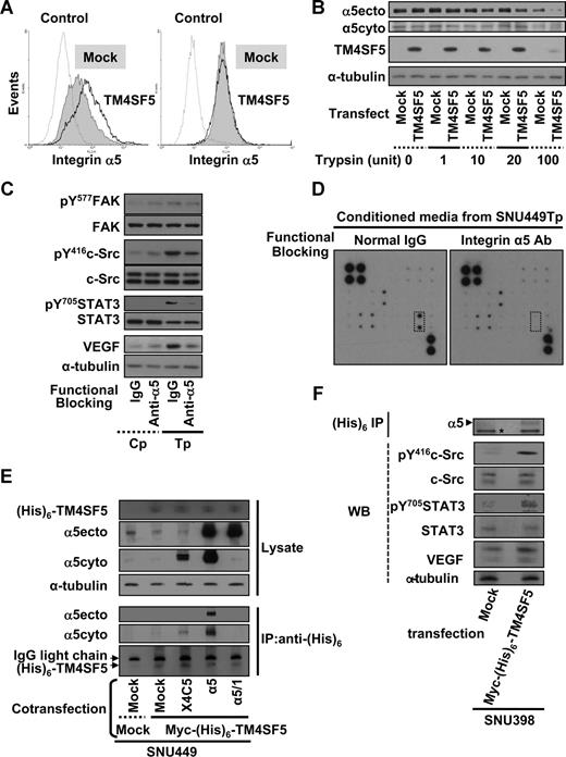 Figure 4. TM4SF5-mediated VEGF expression involves retention of cell-surface integrin α5. (A,B) SNU449 cells were transiently transfected with a mock construct or pcDNA3-TM4SF5 for 48 hours. (A) Transfected cells were collected, and an equal number of cells were probed with antihuman integrin α5 (P1D6) and antimouse IgG-conjugated with phycoerythrin without (left) and with (right) permeabilization, before fixation and flow cytometric analysis. Note that the histogram for integrin α5 on the surface of TM4SF5-transfected cells (TM4SF5) without permeabilization is right-shifted, compared with that of mock construct-transfected cells (Mock). Control indicates no incubation with the primary antibody. (B) Transfected cells were suspended and allocated into sets with an equal number of cells, which were treated with trypsin at the indicated units for 15 minutes at room temperature. Cells were then mixed with 1 mM phenylmethylsulfonyl fluoride in PBS, washed with PBS, and lysed at 4°C, before standard Western blots for the indicated molecules. (C,D) Conditioned media were collected from SNU449Tp cells that had been suspended and incubated with either normal mouse IgG or anti–human integrin α5 (P1D6) monoclonal antibody (30 μg/mL) 20 minutes before reseeding onto normal culture dishes for 10 hours of incubation. (C,F) Whole-cell lysates were prepared and immunoblotted for the indicated molecules. (D) Conditioned media were analyzed for VEGF levels using the angiogenic antibody array, as in Figure 2D. Dotted rectangles represent array blots for VEGF. Data shown are representative of 3 different experiments. (E,F) TM4SF5-null SNU449 (E) or SNU398 (F) cells were transiently cotransfected with various plasmids. Immunoprecipitates using anti-(His)6 antibody and lysates (WCL) were blotted in parallel. α5ecto or α5cyto indicates α5 integrin that was immunoblotted by the antibody recognizing an extracellular region or the cytoplasmic domain of integrin α5, respectively. X4C5 expression was much less than integrin α5 or α5/1, but X4C5 showed increased coimmunoprecipitation with myc-(His)6-TM4SF5 than α5/1. *Nonspecific band for an internal control. Data shown are representative of 3 isolated experiments.