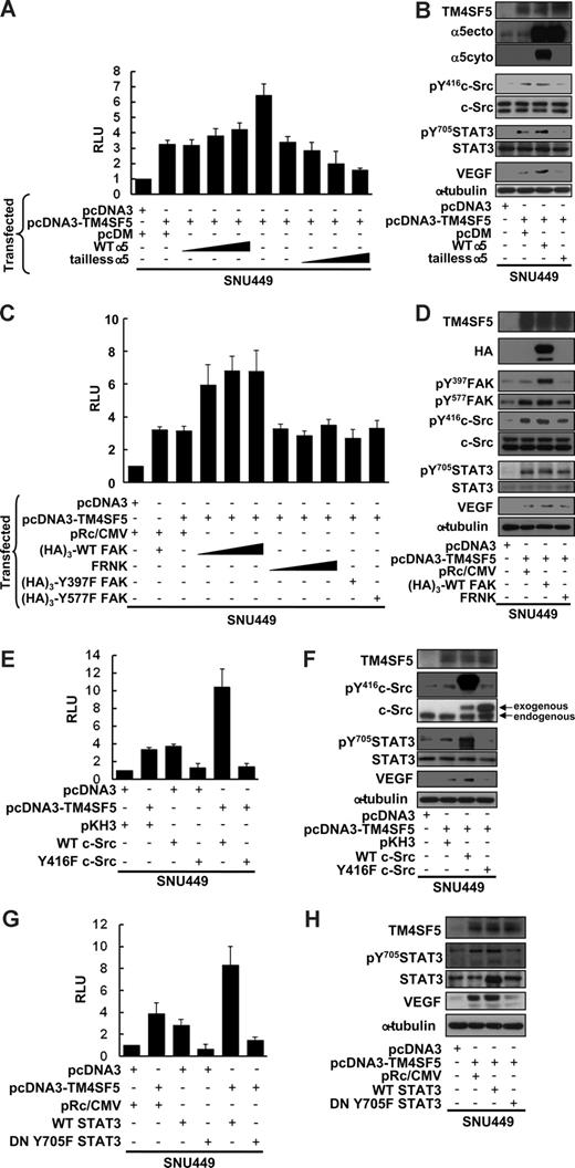 Figure 5. TM4SF5-mediated VEGF induction involves integrin α5, FAK-c-Src, and STAT3 activation. SNU449 cells were transiently microporated for 48 hours with pGL3-human VEGF promoter, pBabe–β-galactosidase, and the indicated expression vectors. Total DNA quantity was compensated for an equal amount with a vector only plasmid. (A,C,E,G) Luminescence was measured, and transfection efficiency was normalized by β-galactosidase activity. Data are mean plus or minus SD of 3 independent experiments. RLU indicates relative luciferase activity units. (B,D,F,H) Whole-cell lysates were prepared, normalized, and used in standard Western blots for the indicated molecules. Data shown are representative of at least 3 independent experiments.