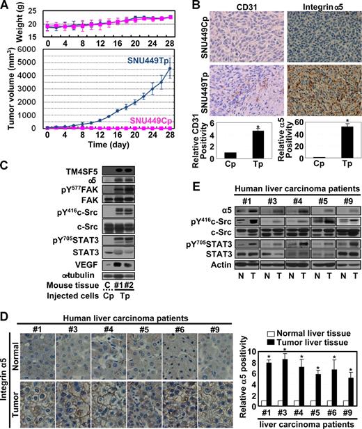 Figure 6. Mouse tumor tissues caused by TM4SF5-expressing cell injection show enhanced angiogenic properties. (A) A total of 5 × 106 SNU449Cp or SNU449Tp cells were injected subcutaneously into nude mice (n = 7). SNU449Cp cells did not form tumors. Data are reported as mean plus or minus SD. (B) Epidermal tissue around the SNU449Cp injection site or tumor tissue from mice injected with SNU449Tp cells were analyzed for CD31 or integrin α5 (original magnification × 100). (C) Epidermal tissue or tumor tissue lysates from mice injected with SNU449Cp, or SNU449Tp cells were analyzed by standard Western blots. Data shown are representative 3 independent experiments. (D,E) Immunohistochemistry for integrin α5 (original magnification × 40) (D) or immunoblots of extracts of normal or tumor liver tissues obtained from liver cancer patients. From a total of 9 cases, representative datasets with enhanced integrin α5 expression and c-Src and STAT3 signaling activity were shown. P values less than .05 were considered significant: *P < .05. Data shown are representative of 3 different experiments.