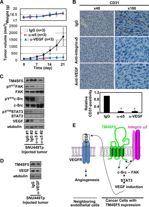 Figure 7. Administration of anti–integrin α5 or -VEGF antibody inhibited TM4SF5-mediated vessel formation and tumor growth in nude mice. (A) When tumors sized to approximately 100 mm3, normal IgG, anti–integrin α5 or -VEGF (2.5 mg/kg body weight) was injected directly to the tumors twice a week (n = 3) with measurements of weights and tumor sizes to calculate tumor volumes (mean ± SD). (B-D) Tumors in the mice were dissected out and paraffin-blocked for immunohistochemistry for CD31 or integrin α5 (original magnification × 100) (B) or frozen immediately using liquid N2 for immunoblots of the indicated molecules (C,D). *P < .05 was considered significant. (E) The working model: Cooperation between TM4SF5 and integrin α5 results in c-Src activation, which plays roles in intracellular signaling as a complex with FAK.8 Integrin-mediated FAK activation appears to be synergistic with TM4SF5-mediated c-Src activation, but inactivation of FAK does not block the TM4SF5-mediated c-Src activation and VEGF induction. Physical association between TM4SF5 and the cytoplasmic tail of integrin α5 may be a potential underlying mechanism. Activation of the c-Src/FAK complex can lead to activation of STAT3 by phosphorylation at Tyr705, which can in turn promote transcriptional activity of the VEGF promoter. VEGF induced by cooperation between TM4SF5 and integrin α5 is secreted from epithelial tumor cells. The secreted VEGFs can bind to VEGF receptor on neighboring endothelial cells, consequently promoting angiogenic activities, including proliferation, viability/survival, and sustained vessel-like tube formation.