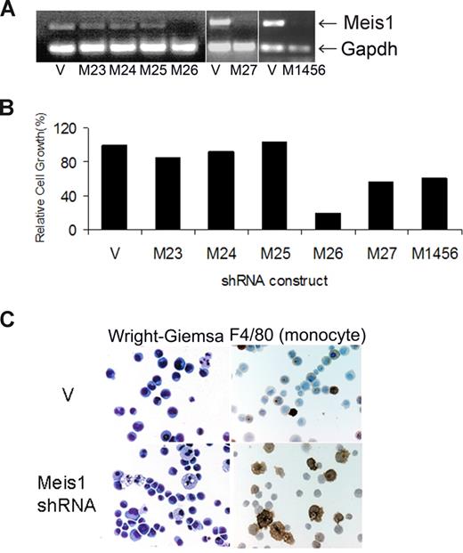 Figure 1. shRNA lentivirus-mediated Meis1 knockdown inhibits cell growth and promotes differentiation in murine Mll-AF9 leukemia. The 4166 cells were transduced for 5 days with the various lentivirus constructs and cultured in the presence of puromycin as described. (A) RT-PCR for Meis1 and Gapdh (housekeeping gene). (B) Bar graph depicting cell growth after Meis1 shRNA transduction compared with vector control, the latter being 100%. (C) By light microscopy, Meis1 knockdown resulted in monocytic differentiation. Staining for the monocyte-specific marker F4/80 showed increased uptake with Meis1 knockdown. Slides were viewed with a Nikon Eclipse 80i microscope (Nikon, Melville, NY) at a 10×/0.3 NA, WD 16.0 mm objective with fixed cells imaging medium. Images were acquired using a Nikon Digital Sight DS-5M-L1 camera and were processed using Nikon DS-L1 image acquisition software. Image adjustment was performed using Adobe Photoshop CS2 (Adobe Systems, San Jose, CA).