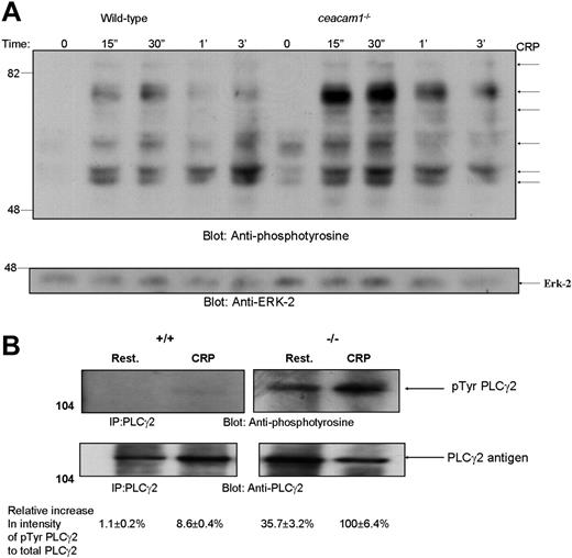Figure 3. ceacam1−/− platelets display hyper-phosphorylated proteins including PLCγ2 after CRP stimulation over time. (A) Tyrosine phosphorylation in whole-cell platelet lysates from wild-type and ceacam1−/− mice were stimulated with CRP (10 μg/mL) over 3 minutes. Then 30 μg of each platelet lysate was loaded onto a 10% sodium dodecyl sulfate–polyacrylamide gel and tyrosine phosphorylation was detected on the western blot, using a horseradish peroxidase (HRP)–conjugated anti-phosphotyrosine RC20 antibody. Erk-2 blot (bottom panel) was included as a protein loading control. This is a representative blot of 3 experiments. (B) PLCγ2 was immunoprecipitated from lysates of wild-type or ceacam1−/− platelets stimulated by CRP (10 μg/mL) at time (T) 0 and 90 seconds and immunoblotted for phosphotyrosine using a HRP-conjugated anti-phosphotyrosine RC20 antibody. PLCγ2 antigen is included as a loading control of the immunoprecipitates (bottom panel). Relative intensity of tyrosine phosphorylated PLCγ2 to total PLCγ2 antigen was quantitated using ImageJ software version 1.40g (available from http://rsbweb.nih.gov/ij/) from 3 replicate experiments.