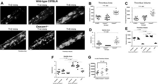 Figure 6. Thrombi are larger and more stable in ceacam1−/− mice both in vitro and in vivo. (A) Images of thrombus formation in response to ferric chloride induced vascular injury was visualized in arterioles of wild-type versus ceacam1−/− mice over time. The different lengths of time after ferric chloride application are indicated. Note that ceacam1−/− arterioles formed larger thrombi over time than did wild-type control arterioles (n = 15). (B-D) Quantitative analysis of arterial thrombogenesis of wild-type (●), ceacam1+/− (■), and ceacam1−/− (▴) arterioles. Compared with wild-type and ceacam1+/−, arterioles, ceacam1−/− arterioles exhibited a significantly larger thrombus area at 2 minutes (3294 ± 223.4 vs 2859 ± 294 vs 6212 ± 268.7 μm2, respectively; ***P < .001; n = 15), greater stability in thrombi formed (2.40 ± 0.21 vs 1.05 ± 0.12 vs 4.07 ± 0.37, respectively; ***P < .001; n = 15), and greater thrombus volume (49 430 ± 4602 vs 63 680 ± 5478 vs 122 400 ± 6794 μm3, respectively; ***P < .001; n = 15). The primary stability of the thrombi was scored from 1 to 10, with 1 being 0% to 10% occupancy and 10 being 91% to 100% occupancy (ie, complete vessel occlusion) monitored over time. (E,F) Platelet thrombus formation after inhibition of GPVI using monoclonal antibody JAQ1 administration to ceacam1+/+ and ceacam1−/− mice compared with control IgG treated ceacam1+/+ and ceacam1−/− or untreated ceacam1+/+ and ceacam1−/− mice. Mice received either 100 μg control IgG or JAQ1 antibody and were left for 5 days before ferric chloride injury and intravital microscopy. Compared with untreated ceacam1−/− or control IgG treated ceacam1−/− arterioles, JAQ1 treated ceacam1−/− arterioles exhibited a 3-fold smaller thrombus volume at 2 minutes (135 500 ± 2137 vs 134 000 ± 1837 vs 40 400 ± 1127 μm3, respectively; ***P < .001; n = 10 arterioles from 3 mice/group) and a 2-fold lower stability score at 2 minutes (6.150 ± 0.212 vs 5.700 ± 0.300 vs 3.350 ± 0.212, respectively; ***P < .001; n = 10 arterioles from 3 mice/group). In contrast, compared with untreated ceacam1+/+ or control IgG treated ceacam1+/+ arterioles, JAQ1 treated ceacam1+/+ arterioles exhibited a 3-fold smaller thrombus volume at 2 minutes (107 800 ± 3526 vs 102 100 ± 2607 vs 32 050 ± 599 μm3, respectively; ***P < .001; n = 10 arterioles from 3 mice/group) and a moderately lower stability score at 2 minutes (2.750 ± 0.261 vs 3.000 ± 0.236 vs 2.150 ± 0.076, respectively; ***P < .001; n = 10 arterioles from 3 mice/group). (G) DiOC6-labeled whole blood of wild-type, ceacam1+/−, and ceacam1−/− mice was perfused over 100 μg/mL type I fibrillar collagen-coated microslides at a wall shear rate of 1800 seconds−1. Thrombi (1-μm sections) were imaged at 4 minutes with a Zeiss Axiovert 135 inverted microscope (Carl Zeiss) using a 60×/0.4 NA objective at 37°C and captured with an Axiocam MRm camera (Carl Zeiss), and thrombus volume was quantified using Slidebook software (Intelligent Imaging Innovations, Denver, CO). Each data point showed on the graph represents the thrombus volume for each individual mouse performed independently.