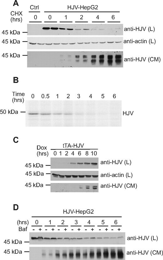 Figure 1. Release of cellular HJV. (A) Analysis of cell-associated and secreted HJV after blocking protein synthesis. HJV-HepG2 cells in 12-well plates were incubated in 400 μL complete medium with 100 μg/mL cycloheximide (CHX) to block protein synthesis. After 0, 1, 2, 4, and 6 hours of incubation, conditioned medium (CM) was collected, and cell lysate (L) was prepared using 100 μL NET-Triton buffer (150 mM NaCl, 5 mM ethylenediaminetetraacetic acid, 10 mM Tris, pH 7.4, and 1% Triton X-100) with 1× Protease inhibitors cocktail (Roche Diagnostics, Indianapolis, IN). Each time point was performed in duplicate. Western blotting was performed on the total lysates and one-third of conditioned medium using rabbit anti-HJV (0.22 μg/mL) and mouse anti–beta-actin (1:10 000) (lysates only). Control-HepG2 cells (Ctrl) were used as a negative control. HJV is approximately 50 kDa in the cell lysates and 38 kDa in the CM. β-Actin was used as a loading control for the cell lysates. (B) Pulse-chase analysis of cellular HJV. Cells were metabolically labeled with 35S-(Met/Cys) (PerkinElmer Life and Analytical Sciences, Waltham, MA) at 100 μCi/mL in minimum essential medium without met/cys for 30 minutes, washed and then incubated in regular growth medium for 0, 0.5, 1, 2, 3, 4, 5, and 6 hours. Cell lysates were then collected and immunoprecipiated using rabbit anti-HJV 18745 antibody. Immunoprecipiated proteins were washed and separated by SDS-PAGE. Image was obtained by exposure to x-ray film. (C) Analysis of cellular and secreted HJV after induction of HJV synthesis. Expression of HJV in tTA-HJV-HepG2 was induced by addition of 2 μg/mL doxycycline into the culture medium. The entire cell lysate (L) and one-third of CM after 0, 1, 2, 4, 6, 8, and 10 hours were subjected to Western blots for HJV in cell lysates and medium and β-actin in lysates. Dox indicates doxycycline treated. (D) Contribution of lysosomal degradation to HJV turnover. HJV-HepG2 cells in 12-well plates were incubated in presence of 100 μg/mL cycloheximide with or without addition of 100 nM bafilomycin A (Baf) for 0, 1, 2, 3, 4, 5, and 6 hours. Proteins from whole-cell lysates (L) and media (CM) precipitated with 6% trichloroacetic acid (TCA) were subjected to immunodetection. Experiments were repeated 3 times with consistent results.