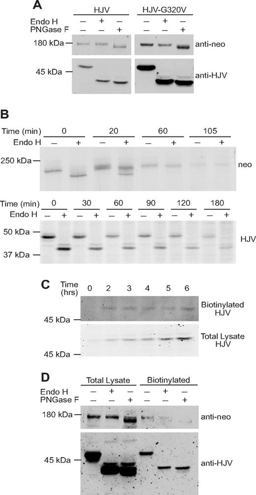 Figure 2. Cell-associated HJV has high-mannose oligosaccharides, whereas cellular neogenin has complex oligosaccharides. (A) Endo H and PNGase F sensitivity of cellular HJV and cellular neogenin. Cell lysate was collected from HJV-HepG2 (HJV) cells (transfected with a nonspecific siRNA) or HJV-G320V-HepG2 (HJV-G320V) cells. Lysates were subjected to Endo H and PNGase F digestion. Immunoblots were performed using anti-neogenin (0.4 μg/mL; Santa Cruz Biotechnology) and anti-HJV antibodies (0.22 μg/mL). (B) Analysis of Endo H sensitivity of neogenin and HJV by pulse chase (in neogenin/HJV-HEK293 and HJV-HepG2 cells, respectively). Metabolic labeling and immunoprecipitations were performed as described previously39 with the following modifications: HJV-HepG2 (bottom panel) or neogenin/HJV-HEK293 (top panel) cells in 35-mm dishes were labeled in 1 mL Met/Cys-free media with 100 μCi 35S-(Met/Cys) for 30 minutes. Cells were then washed and incubated in unlabeled medium for the time points indicated. Immunoprecipitations were performed using 2 μL rabbit anti-HJV antibody, 18745 (generated against residues 1-401 of HJV as described previously18), or rabbit anti-neogenin 21567 antibody, which was generated using the neogenin ectodomain as an antigen (purified as described previously16) to generate a polyclonal antibody in rabbits (Pocono Rabbit Farm & Laboratory, Canadensis, PA). Immunoprecipitated proteins were subjected to control (mock) or Endo H digestion and separated by SDS-PAGE, followed by soaking of the gel in Amplify (GE Healthcare, Chalfont St Giles, United Kingdom) and drying of the gels before exposure to film. (C) Analysis of time taken for HJV to traffic to the cell surface after induction of HJV expression. tTA-HJV-HepG2 cells in 60-mm dishes were induced to express HJV by addition of 2 μg/mL doxycycline for 0, 2, 3, 4, 5, and 6 hours. Cell-surface proteins were biotinylated at 4°C and pulled down using streptavidin agarose. A total of 100% of the total biotinylated proteins and 15% of the internal (nonbiotinylated) proteins were subjected to immunoblotting for HJV using a rabbit anti-HJV 18746 antibody. This experiment was repeated once with similar results. (D) Cell-surface HJV has high-mannose oligosaccharides. Biotinylation of cell-surface proteins was conducted as described previously.40 Briefly, HJV-HepG2 cells in a 6-well plate at approximately 80% confluence were biotinylated with 0.25 mg/mL Sulfo-NHS-Biotin (Thermo Electron, Waltham, MA) at 4°C for 30 minutes. Cells were immediately solubilized in NET-Triton/1× Protease inhibitor cocktail; then biotinylated proteins were isolated using streptavidin agarose beads (Thermo Electron). Bound proteins were eluted with NET-Triton/1% β-mercaptoethanol/0.5% SDS and subjected to digestion with Endo H and PNGase F (New England Biolabs), followed by immunodetection of HJV and neogenin. Data are representative of 3 independent experiments.