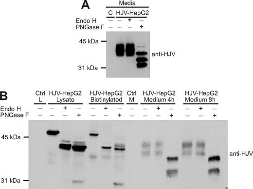 Figure 3. Secreted HJV has complex oligosaccharides and is derived from the pool of HJV at the plasma membrane. (A) Secreted HJV has complex oligosaccharides. Conditioned medium was collected from HJV-HepG2 cells and subjected to Endo H and PNGase F digestion, followed by a Western blot using a rabbit anti-HJV antibody. Conditioned medium from control-HepG2 cells (C) was included as a negative control. (B) Chasing the release of biotinylated cell surface HJV. Cell-surface HJV in HJV-HepG2 cells was biotinylated at 4°C, followed by incubation at 37°C for 4 or 8 hours in complete medium. The total biotinylated HJV in the cell lysate (HJV-HepG2 biotinylated) and the biotinylated HJV released into the medium were isolated using streptavidin-agarose beads. The eluates were digested with Endo H and PNGase F. Endo H and PNGase F digestion of one-third of cell lysates are also included. Lysate (Ctrl L) or medium (Ctrl M) from Control-HepG2 cells were used as negative controls. Experiments were repeated 3 times.