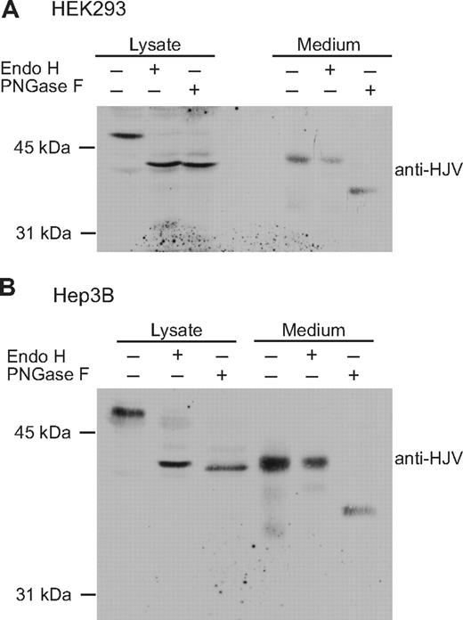 Figure 4. The glycosylation patterns of cellular and secreted HJV in HEK293 and Hep3B cells. (A) HEK293 cells were transiently transfected with wild-type HFE2-pcDNA3 using Lipofectamine 2000 (Invitrogen) in 6-well plates and incubated in complete medium. Approximately 48 hours after transfection, serum-free medium (1 mL) was added. After an additional 24 hours of incubation, conditioned medium was collected and cell lysate was prepared using 300 μL NET-Triton buffer with Protease inhibitor cocktail. Proteins in the medium (1 mL) were precipitated using 6% TCA. Proteins from both the cell lysate (Lysate) and medium were equally divided into 3 parts and were subjected to Endo H and PNGase F digestion followed by detection of HJV by immunoblot. (B) Hep3B cells were transiently transfected with HFE2-pcDNA3 using LipoFectamine 2000. The transfection of HFE2 into Hep3B cells, Endo H and PNGase F digestion, and immunodetection were performed as described for HEK293 cells. There was a better separation on the gel for Hep3B cells, which accounts for the apparent increased separation between the control and digested samples in this cell type. The data are representative of 3 experiments for each cell type.