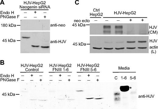 Figure 5. Neogenin is necessary for sHJV release but not for the retention of high-mannose oligosaccharides by HJV. (A) Knockdown of neogenin does not alter the glycosylation of cellular HJV. Endogenous neogenin in HJV-HepG2 cells was knocked down using a siRNA specific for neogenin (for the control HJV-HepG2 cells transfected with a nonspecific control siRNA; see Figure 2A). siRNA specific for human neogenin (25 nM; Dharmacon RNA Technologies, Lafayette, CO) or scrambled control siRNA was transfected twice (once on day 1 and once on day 3) using the RNAiMAX transfection reagent (Invitrogen). Seventy-two hours after the second transfection, cell lysates were subjected to Endo H and PNGase F digestion. Both neogenin and HJV were detected by immunoblot using antineogenin and anti-HJV antibodies, respectively. (B) Disruption of the HJV/neogenin interaction inhibits release of HJV but does not perturb the high-mannose glycosylation of HJV. HJV-HepG2 cells were treated with soluble neogenin ectodomain fragments consisting of the FNIII repeats 1-6 (1 μM) or a smaller fragment of only repeats 5 and 6 (40 nM) in serum-free medium overnight. Soluble neogenin FNIII 1-6 and FNIII 5-6 as well as the whole neogenin extracellular domain (ectodomain) were generated as previously described16 and were a gift from F. Yang and P. J. Bjorkman at CalTech. Conditioned medium and cell lysates were collected, followed by Endo H and PNGase F digestion and immunodetection of HJV. Untreated HJV-HepG2 cells were used as a control (C). 1-6 indicates neogenin FNIII 1-6 fragment; 5-6, neogenin FNIII 5-6 fragment. *A nonspecific band resulting from cross reaction of either the primary or secondary antibodies with the FNIII 1-6 fragment. (C) Neogenin ectodomain inhibits HJV release and results in HJV accumulation within cells. HJV-HepG2 cells in 12-well plate were incubated in complete medium with or without addition of soluble neogenin ectodomain at 1 μM. After 24 hours of incubation, the total cell lysate (L) and 20% of conditioned medium (CM) were subjected to detection of HJV by immunoblot. Actin in cell lysates was used as a loading control. These data are representative of at least 2 experiments.