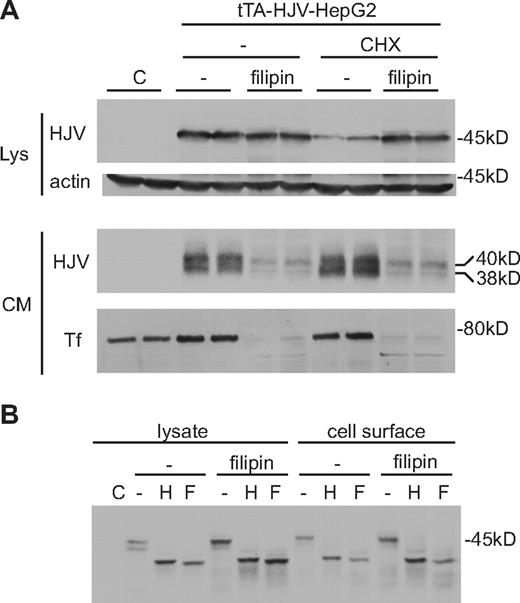 Figure 6. Filipin blocks generation of sHJV but does not alter the glycosylation of cell-surface HJV. (A) Levels of cellular HJV were measured in tTA-HJV-HepG2 cells in the presence or absence of filipin and cycloheximide (CHX). Cells were grown in 6-well plates with 2 μg/mL doxycycline to induce HJV expression. Cells were treated for 2 hours in serum-free medium with or without cycloheximide (100 μg/mL) and filipin (10 μg/mL). One-half of the cell lysates (Lys) and one-fourth of the conditioned medium (CM) were subjected to Western analysis with anti-HJV and anti–β-actin or anti-Tf antibodies. Cells transfected with an empty vector (C) were used as a control for antibody specificity. (B) Analysis of cellular and cell-surface HJV by Endo H and PNGase F digestion in cells treated with filipin. Cells were treated as in panel A. For the cell lysate, 20% of a 60-mm dish was used. For the cell-surface HJV, biotinylated cell surface protein from approximately two-thirds of a 60-mm dish was used for each sample.