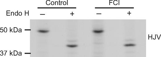 Figure 7. Addition of furin convertase inhibitor does not lead to a buildup of Endo H–resistant HJV in the cell lysate. HJV-HepG2 cells in 35-mm dishes were pretreated with no inhibitor (control) or with furin convertase inhibitor (FCI, 5 μM decanoyl-Arg-Val-Lys-Arg-chloromethylketone) for 90 minutes. Cells were then metabolically labeled for 2 hours in the presence and absence of inhibitor. Cells were washed, lysed, and immunoprecipitated using the anti-HJV antibody and subjected to Endo H digestion as described in “Methods.” These data are representative of 2 experiments.