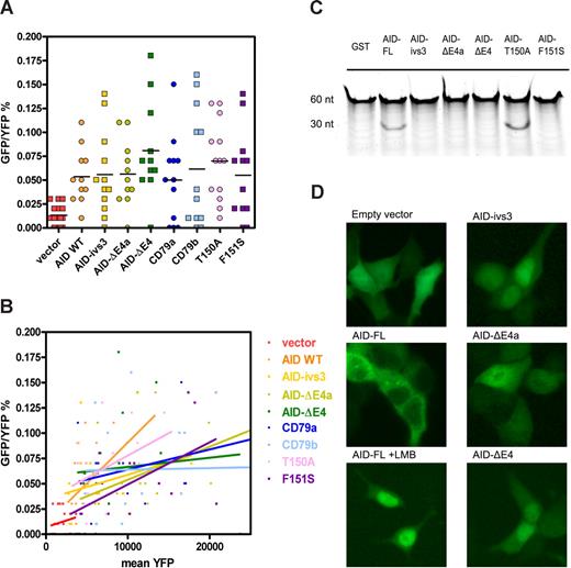 Figure 1. Deaminase activity and cytoplasmic localization of AID splice variants. (A) Dot plot of the somatic hypermutation assay depicting the frequency of GFP+ revertants in YFP+ NIH-3T3 cells. Each dot represents the measurement of one culture well. Virus stocks were applied in serial dilutions, resulting in a spread of the measurements (also visible in Figure 1B). (B) The same measurements shown in panel A depicted as a function of expression levels of the variants (mean IRES-YFP). Linear regression analysis shows the correlations between mutation frequency and expression levels. (C) In vitro deaminase activity: 100 fmol of a 60-nt FAM-labeled oligo, containing one cytidine located in a hot-spot motif, was incubated with 2 μg recombinant glutathione S-transferase (GST)–AID fusion protein. Subsequent recombinant UDG and NaOH heat treatments resulted in a 30-nt product, which was detected in AID-FL and T150A mutant, but not in the GST control, F151S AID mutant, or with any of the splice variants. Input and appropriate size of the recombinant proteins were verified by Coomassie staining (data not shown). (D) HEK293 cells were transfected with C-terminally tagged AID-GFP fusion proteins, and photographed alive at day 2 after transfection. AID-FL was located in the cytoplasm, but LMB incubation with 10 ng/mL for 3 hours resulted in nuclear accumulation. The AID splice variants display a predominantly nuclear or diffuse localization. Images were acquired with a Leica DM5000B microscope and a Leica DFC500 camera (Leica Microsystems, Rijswijk, The Netherlands) at the original magnification of 200×, and were further processed using Adobe Photoshop 7.