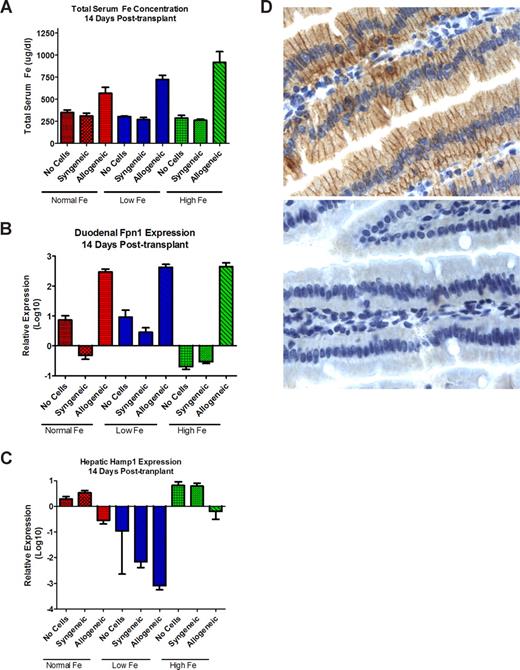 Figure 2. Effects of T-lymphocyte transplantation on iron homeostasis. Serum iron (mean ± 1 SD; A), duodenal ferroportin 1 (Fpn; B), and hepatic hepcidin (hamp; C) mRNA expression, on day 14 after T-cell infusion. Mice not injected with T lymphocytes served as controls. Mice were fed normal chow (normal Fe) or low Fe or high Fe diets. Values for panels B and C were obtained in each mouse by expressing the levels of Fpn1 and hamp, respectively, relative to the levels of β-actin; shown are the means plus or minus 1 SD of the relative values in 3 mice (normal Fe) or 5 mice (low and high Fe groups). (D) Fpn protein expression in the duodenum of mice on a high-iron diet. The top panel shows intense staining of enterocytes, most prominently in basolateral localization, in a mouse that underwent transplantation with allogeneic histoincompatible T cells; the bottom panel from a mouse that underwent transplantation with histocompatible (syngeneic) T cells shows only very faint staining for Fpn. Image for panel D created using Leica Dm 3000 (Wetzlar, Germany). The type, magnification, and numerical aperture of the objective lenses temperature are as follows: N plan dry 63×/0.80 NA, LED lighting. The imaging medium is as follows: digital camera photograph of paraffin-embedded, formalin-fixed glass slide, photos 64% (RGB/ 8; no fluorochromes). The camera make and model are as follows: Leica DCF 280 camera (Herrbrug, Switzerland). Acquisition software is as follows: Leica Microsystems, Leica Application Suite LAS 3.1.0 (build: 1983) CMS Adobe, Photoshop Elements 4 (San Jose, CA; 95 110-2704.)