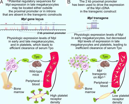 Model explaining the pronounced thrombocytosis detected in Mpl transgenic mice on an Mpl knock-out background (modified after Figure 7 of Tiedt et al2). (A top panel) A 2-kb proximal promoter (dashed line) was previously shown to drive expression of Tpo receptor (Mpl) in early megakaryocytes.7 Other elements (depicted as asterisks) regulating cell-type specific expression of the Mpl gene (exons in blue, introns in pink) might be located at distant sites from the proximal promoter or in the introns of the Mpl gene itself. (A botton panel) Clearance of the ligand Tpo (depicted in green) is physiologically accomplished by binding to Mpl receptor molecules (depicted as Y) on circulating platelets and on bone marrow megakaryocytes. Upon binding to Mpl, the ligand Tpo is internalized and degraded. (B top panel) The 2-kb Mpl proximal promoter (dashed line) was used to drive the expression of a transgene containing the cDNA (blue) coding for Mpl. (B bottom panel) Mpl transgenic mice on an Mpl knockout background show an increased number of bone marrow megakaryocytes and circulating platelets. While early megakaryocytes in the marrow exhibit Mpl receptor (depicted as Y) densities comparable to the wild-type mice, circulating platelets exhibit significantly lower surface Mpl densities (insert). Platelet clearance to Tpo is therefore diminished, and the higher Tpo levels are binding to the Mpl on early megakaryocytes in the marrows. This results in an expansion of this population, to the point where internalization and degradation to Tpo compensates for the decreased platelet clearance of Tpo. The expanded megakaryocyte population generates an increased number of circulating platelets. Professional illustration by Paulette Dennis.
