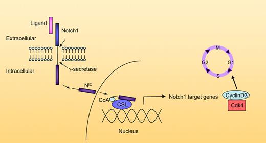 Schematic representation of Notch pathway interactions with the cell cycle. The ligand (DSL) binds to the extracellular domain of the Notch receptor. Following ligand binding, Notch is cleaved at the extracellular domain. The membrane-bound intracellular domain is then cleaved by the γ-secretase complex, releasing the active intracellular domain NIC. NIC moves to the nucleus, where it binds to CSL, recruits coactivators (CoA), and induces gene transcription. Target Notch genes include cyclinD3 and Cdk4, which promote progression through the cell cycle. Additional target genes are not shown.