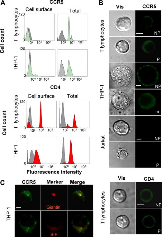 Figure 1. Subcellular distribution of the human CCR5 receptor. (A) FACS analyses showing human resting T lymphocytes from healthy donor or THP-1 monocytes were stained for surface (left panels) and total (after cell permeabilization, right panels) CCR5 (top panels) or CD4 (bottom panels), using 1/85a anti–human CCR5 antibody or OKT4 anti–human CD4, respectively, and analyzed by flow cytometry. Green and red histograms correspond to specific labeling for CCR5 and CD4, respectively. Gray histograms are the isotypic control for each antibody. (B) Human resting T lymphocytes, THP-1, and Jurkat cells (negative control) were stained for surface (nonpermeabilized, NP) and total (permeabilized, P) CCR5 or CD4, using 2D7 anti–human CCR5 or OKT4 anti–human CD4 antibodies. Images were obtained by confocal microscopy. Scale bar, 10 μM. (C) THP-1 cells, expressing endogenous receptor, were stained with the 2D7 anti–human CCR5 antibody and antibodies directed against Bip, an ER marker, or Giantin, a Golgi marker (see “Methods”), and analyzed by confocal microscopy. Colocalization of CCR5 (green) with Bip or Giantin (both in red) is shown in orange (merge). Scale bar, 10 μM.