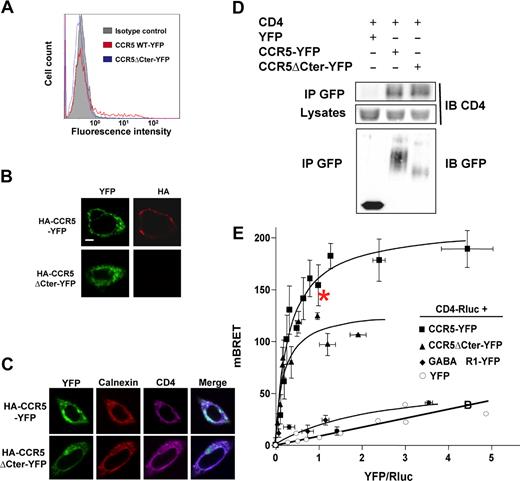 Figure 2. CCR5-CD4 association in the ER. (A) CHO-K1 cells transfected with HA-tagged CCR5-YFP or CCR5ΔCter-YFP were analyzed for surface expression by FACS using the 1/85a Alexa Fluor 647–conjugated anti–human CCR5, or (B) processed for immunofluorescence using the 3F10 anti-HA antibody. (C) Subcellular colocalization of CD4 with wild-type HA-CCR5-YFP and HA-CCR5ΔCter-YFP. CHO-K1 cells were cotransfected with CD4 and HA-CCR5-YFP or HA-CCR5ΔCter-YFP, permeabilized and stained for CD4 and calnexin using a monoclonal mouse anti-CD4 (OKT4) and goat anti-calnexin polyclonal antibody, respectively. After incubation with the appropriate Cy5 or Cy3-labeled secondary antibody, cells were examined with a confocal microscope. Note the substantial amount of intracellular CD4, likely due to the absence in CHO-K1 cells of the tyrosine kinase lck, which is known to stabilize CD4 at the cell surface of leukocytes. Scale bar, 10 μM. (D) Coimmunoprecipitation experiments of CD4 with both wild-type and mutant CCR5ΔCter. CHO-K1 cells were cotransfected with plasmids coding for CD4 and HA-CCR5-YFP or HA-CCR5ΔCter or free YFP. After receptor precipitation with a monoclonal anti-GFP antibody, the presence of coprecipitated CD4 was revealed by immunoblot. (E) BRET analysis of CD4 interaction with wild-type and mutant CCR5. CHO-K1 cells were cotransfected with plasmids coding for CD4-Rluc (the BRET donor) and increasing concentrations of CCR5-YFP, CCR5ΔCter-YFP (the BRET acceptors) or GABABR1-YFP or free YFP (negative controls). Energy transfer was measured after addition of the membrane permeable luciferase substrate coelenterazine h. The BRET signal was determined by calculating the ratio of light emitted at 530 nm over the light emitted at 485 nm, as described in “Methods.” BRET specificity was further controlled by showing that the BRET signal remained stable upon increasing the amounts of BRET pairs at a fixed ratio of donor:acceptor (data not shown). Maximal BRET signals were significantly different in cells expressing HA-CCR5ΔCter-YFP and HA-CCR5-YFP, likely because the variable length of the 2 C-terminal tails, to which the BRET acceptor was fused, affected the energy transfer. In contrast, the value of the YFP:Luc ratio, for which half-maximal BRET obtained, was comparable, indicating that these 2 forms of CCR5 display the same propensity to associate with CD4. *The experimental conditions used for quantification of CD4 and CCR5 (see Figure S4A).