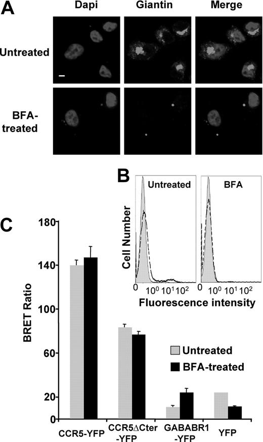 Figure 3. CCR5-CD4 association is not affected by Brefeldin A treatment. CHO-K1 cells were transfected with the plasmids coding for CD4-Luc and HA-CCR5-YFP or HA-CCR5ΔCter-YFP at concentrations yielding submaximal BRET (indicated by an asterisk in Figure 2E). Fourteen hours before BRET analysis, cells were subjected or not to a brefeldin A (BFA) treatment (see “BRET assays”). (A) BFA-treated and untreated cells were stained for the Golgi marker Giantin; DAPI (4,6 diamidino-2-phenylindole) was added to label nuclei. Scale bar, 10 μM. (B) FACS analysis of CCR5 cell-surface expression in cells treated or not with BFA. The gray filled histogram is the isotypic control, the dotted open histogram corresponding to the specific signal. (C) BRET analysis of CD4-CCR5 (wild-type and truncated) interaction in CHO-K1 cells after BFA treatment. Procedure and BRET controls were as in Figure 2E.