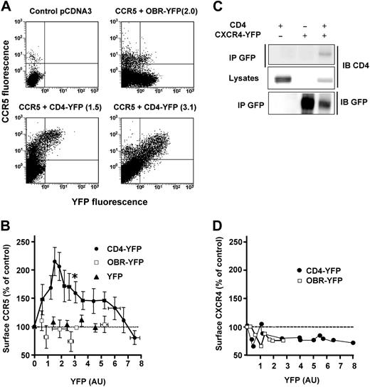 Figure 4. Specific modulation of CCR5 cell-surface expression by CD4. (A) CHO-K1 cells were cotransfected with fixed concentrations of a plasmid encoding CCR5-Luc and increasing concentrations of the CD4-YFP plasmid or controls. CCR5 surface expression was determined by FACS analysis using a mouse anti–human CCR5 (2D7) as primary antibody followed by a Cy5-conjugated anti–mouse antibody. Representative experiments are shown. Above each panel, the YFP-associated signal (between parentheses) of the indicated YFP-fused protein is shown, using the same units as in panel B. (B) Results of 14 independent experiments, each representing 8 to 10 individual transfections. The luciferase signal was used to monitor the total amount of CCR5. Experiments in which the luciferase signal was different from the average by more than 10% were discarded. Surface CCR5 values, represented as the percentage (± SEM of 4-6 grouped values) of control cells expressing CCR5 alone, were plotted as a function of the YFP signal, reflecting the concentration of CD4-YFP, of control leptin receptor fused to YFP (OBR-YFP) or free YFP. *The experimental conditions used for quantification of CD4 and CCR5 (see Figure S4A). (C) Coimmunoprecipitation analysis of CD4-CXCR4 interaction. CHO-K1 cells were cotransfected with plasmids coding for CD4 and CXCR4-YFP and processed for immunoprecipitation as described in Figure 2D. (D) Absence of CXCR4 cell-surface modulation by increasing concentrations of CD4. The experiment was conducted as described in panel A, using a mouse anti-CXCR4 antibody (12G5) followed by a Cy5-conjugated anti–mouse antibody. Each point corresponds to an individual transfection.