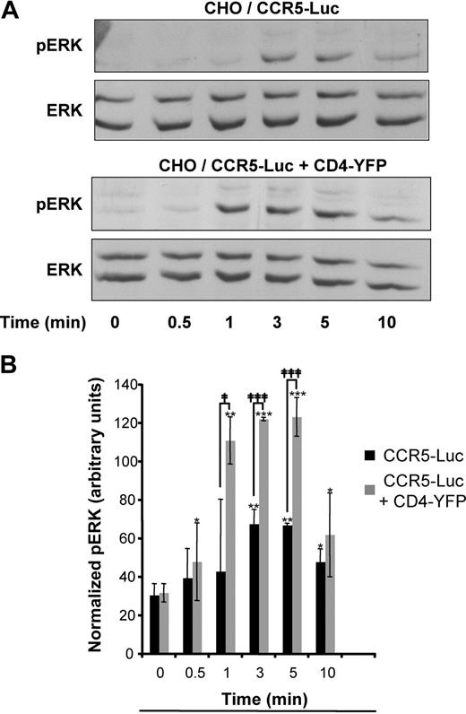 Figure 5. CD4 expression enhances CCR5-dependent ERK activation. (A) CHO-K1 cells were transfected with the plasmid for CCR5-Luc with or without the plasmid for CD4-YFP at concentrations, which correspond to the asterisk in Figure 4B. Cells were serum-starved overnight and then stimulated with MIP1β (5 × 10−8 M) for the indicated durations of time. The luciferase signal was measured to monitor the total amount of CCR5. Immunoblotting was performed with the indicated antibodies. Equal amounts of lysates were loaded in each lane and a representative immunoblot of 3 independent experiments is shown. Total ERK represents the loading control. (B) Quantification of phosphorylated ERK1-2 (normalized with total ERK) from 3 independent experiments. *, **, and *** indicate significant differences from untreated cells; ‡ and ‡‡‡, significant differences between cells expressing or not expressing CD4; * and ‡, P < .05; **, P < .01; *** and ‡‡‡, P < .001.