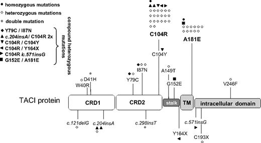 Figure 1. Mutations of TNFRSF13B in 50 of 564 index patients with antibody deficiency. Distribution of the observed TNFRSF13B mutations across the TNFRSF13B/TACI protein. Each symbol represents one patient. ● indicates patients with homozygous TNFRSF13B mutations. ○ represents patients with heterozygous TNFRSF13B mutations. designates a patient with a double mutation on one allele of TNFRSF13B. Compound heterozygous mutated TACI-deficient patients are labeled as indicated in the figure. CRD indicates cysteine-rich domain; stalk, stalk region; and TM, transmembrane domain.