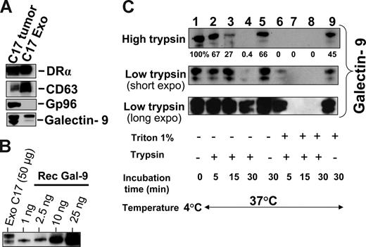 Figure 3. Intact exosomes protect galectin-9 against trypsin digestion. (A) Western blot detection of DR-α, CD63, and galectin-9 in exosomes released by C17 cells and purified on a sucrose gradient. Gp96 is a cytoplasmic protein typically absent from exosomes. (Left side) C17 total extract. (Right side) Exosome proteins. (B) Galectin-9 contained in C17 exosomes is quantified in a Western blot analysis by comparison to a series of recombinant galectin-9 samples ranging from 1 to 25 ng (rec gal-9). On average, 2 to 5 ng galectin-9 are contained in 50 μg exosome proteins. (C) Trypsin digestion assay, the same amount of C17 exosomes was used for each condition (35 μg total exosome proteins). They were subjected either to Triton lysis or mock treatment before incubation with trypsin. Two different trypsin concentrations, 15 μg/mL (high trypsin) or 0.01 μg/mL (low trypsin), were used in distinct experiments. For samples treated with low amounts of trypsin, short and long exposures of the blotted membrane are presented. Controls are displayed in lane 1 (no Triton lysis, no trypsin addition, and incubation at 4°C), lane 5 (no Triton, no trypsin, 37°C), and lane 9 (Triton lysis without trypsin addition and incubation at 37°C). Triton lysis of exosomes greatly enhances trypsin digestion of exosome-bound galectin-9 as shown in lanes 6, 7, and 8 (Triton lysis followed by trypsin digestion) as compared with lanes 2, 3, and 4 (mock treatment followed by trypsin digestion). After Triton lysis, undigested galectin-9 remained detectable only for the shortest time of incubation (5 minutes) with the smaller concentration of trypsin (0.01 μg/mL; lane 6). In lane 9, a substantial decrease of galectin-9 is observed despite the absence of trypsin, suggesting an effect of endogenous proteolytic enzymes after Triton lysis.